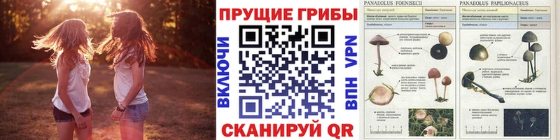 Купить  Новошахтинск  Галлюциногенные грибы Psilocybe 